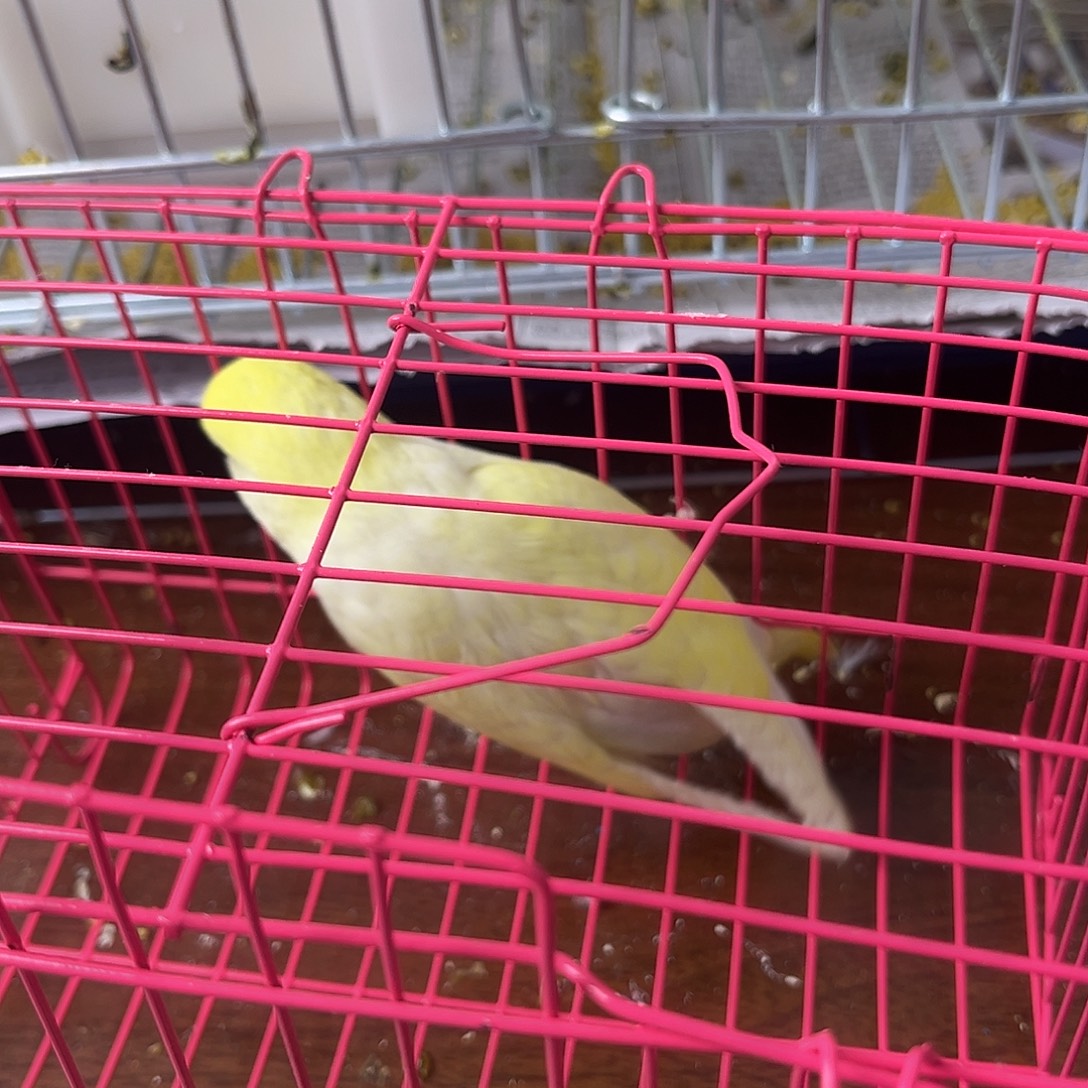 虎皮鹦鹉金彩鹦鹉