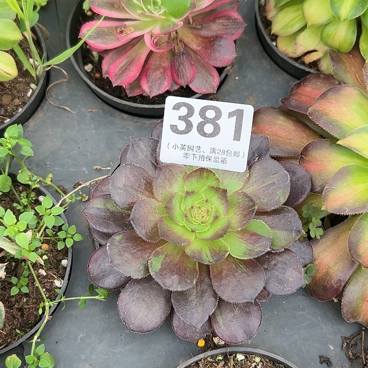 381多肉植物彩虹缀