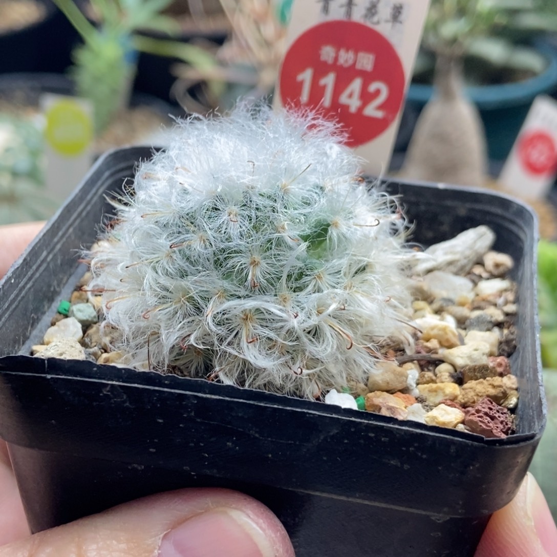 实生浓毛白云高砂一颗仙人球