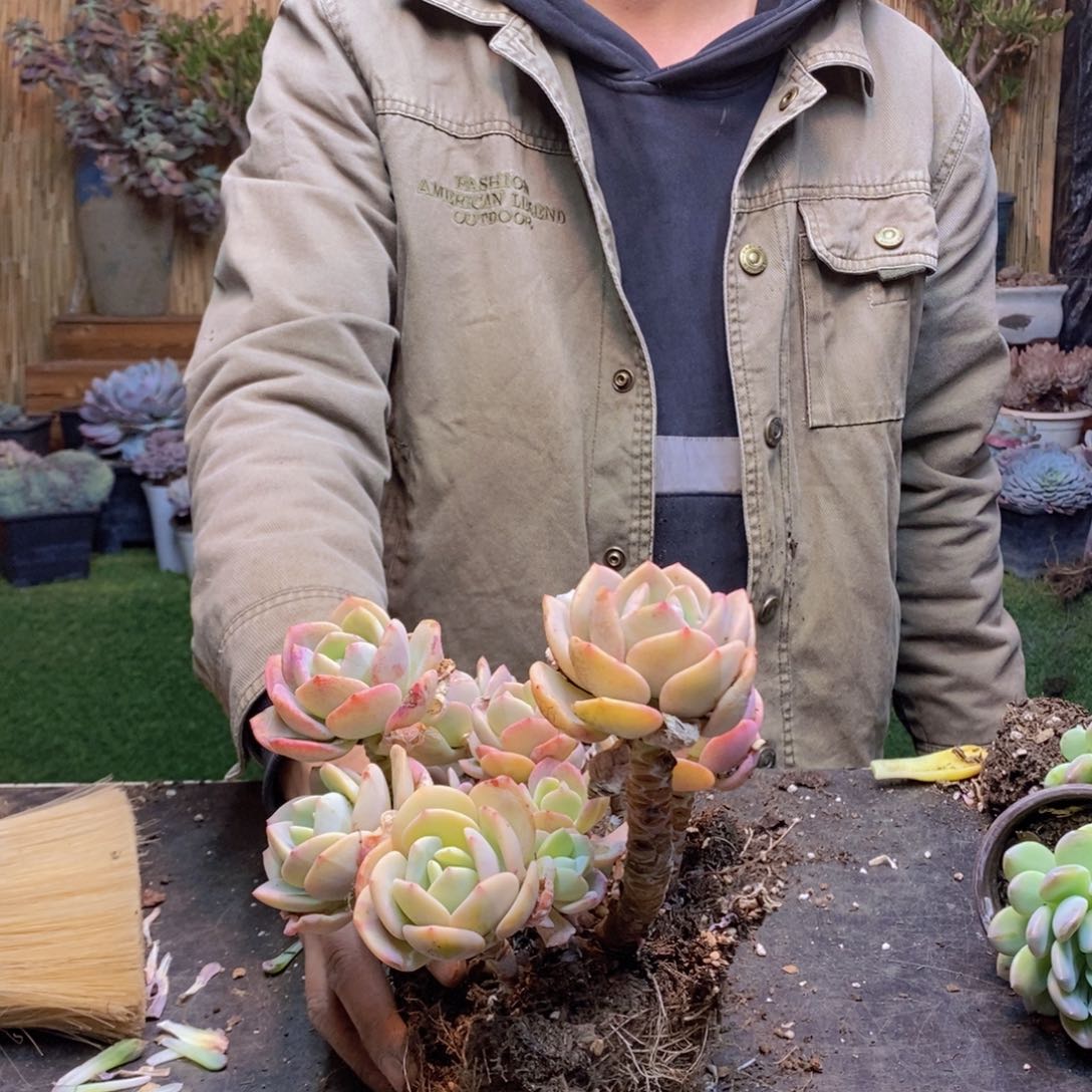 舍*F175号白月光老桩