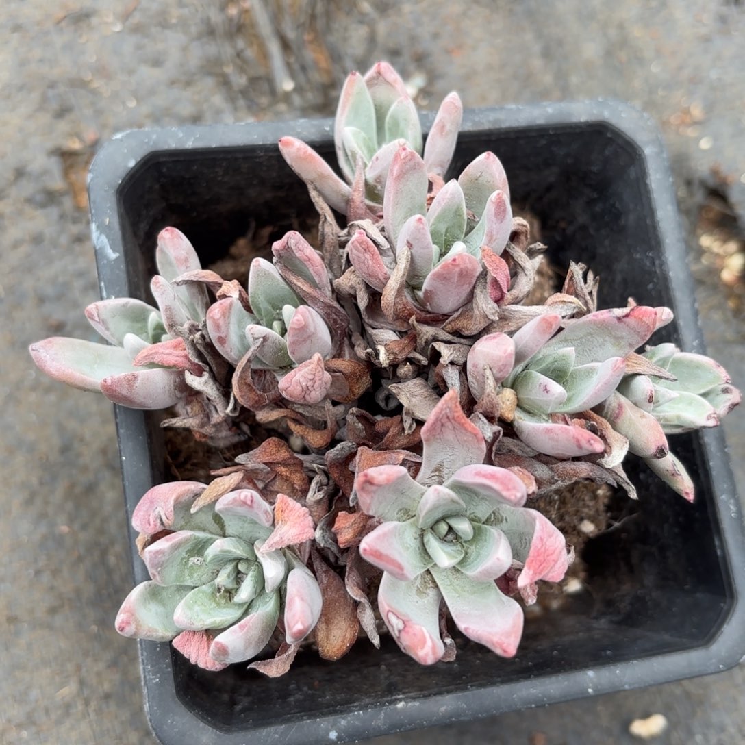 如***遇泡西，仙女杯多肉。