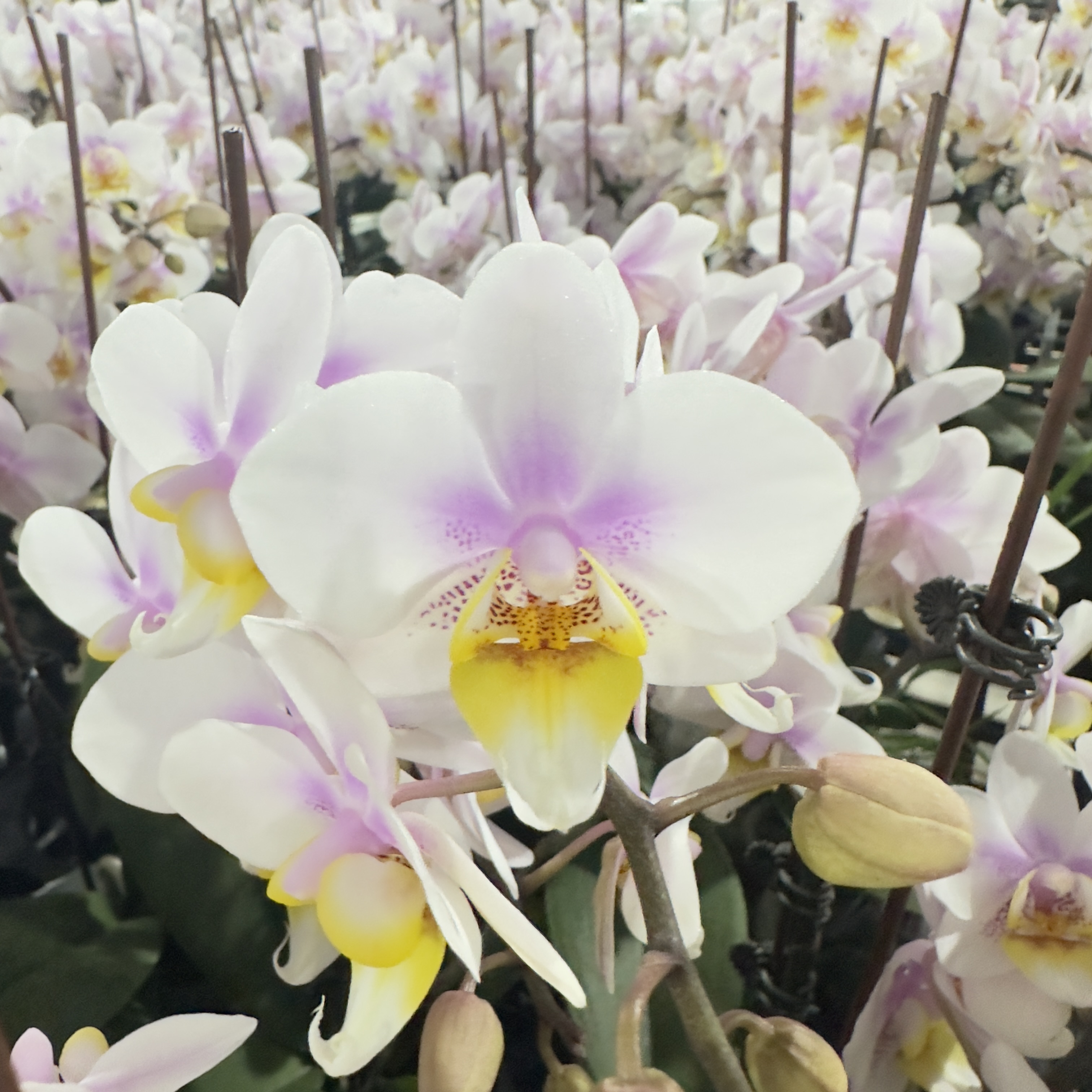 【小桃花】蝴蝶兰 白花粉芯小花型 高颜值 室内高端绿植花卉