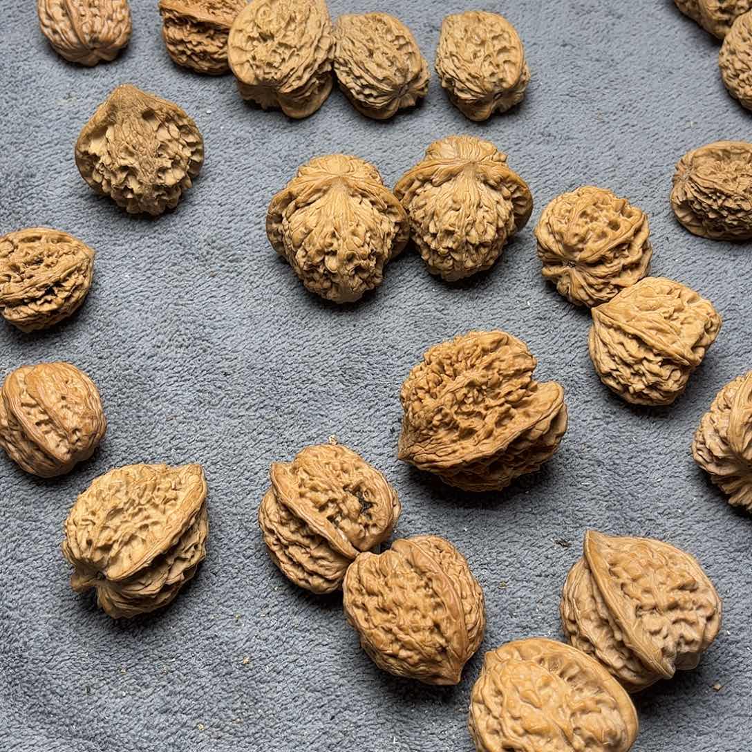 文玩核桃手串?****姜ji x鸡心