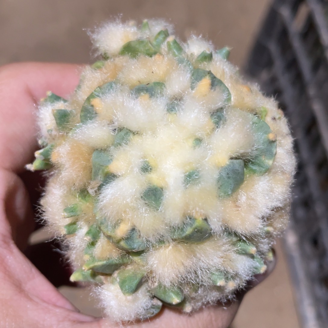 青瓷龙角牡丹杂锦 925  仙人球