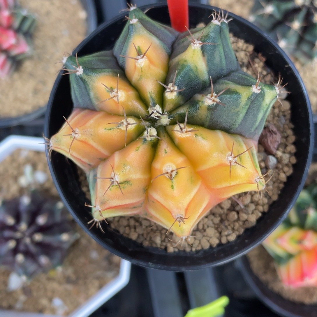 1-90米哈锦实生5.4厘米