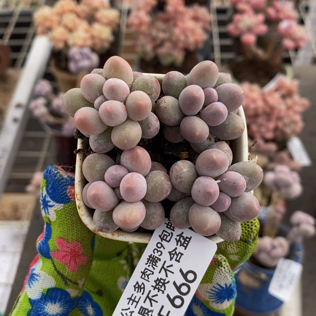 粉红泡泡666/1.5c m