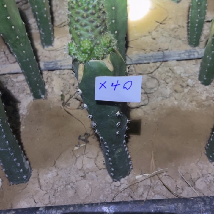 东***）X40袖普嫁接红梅宝山28