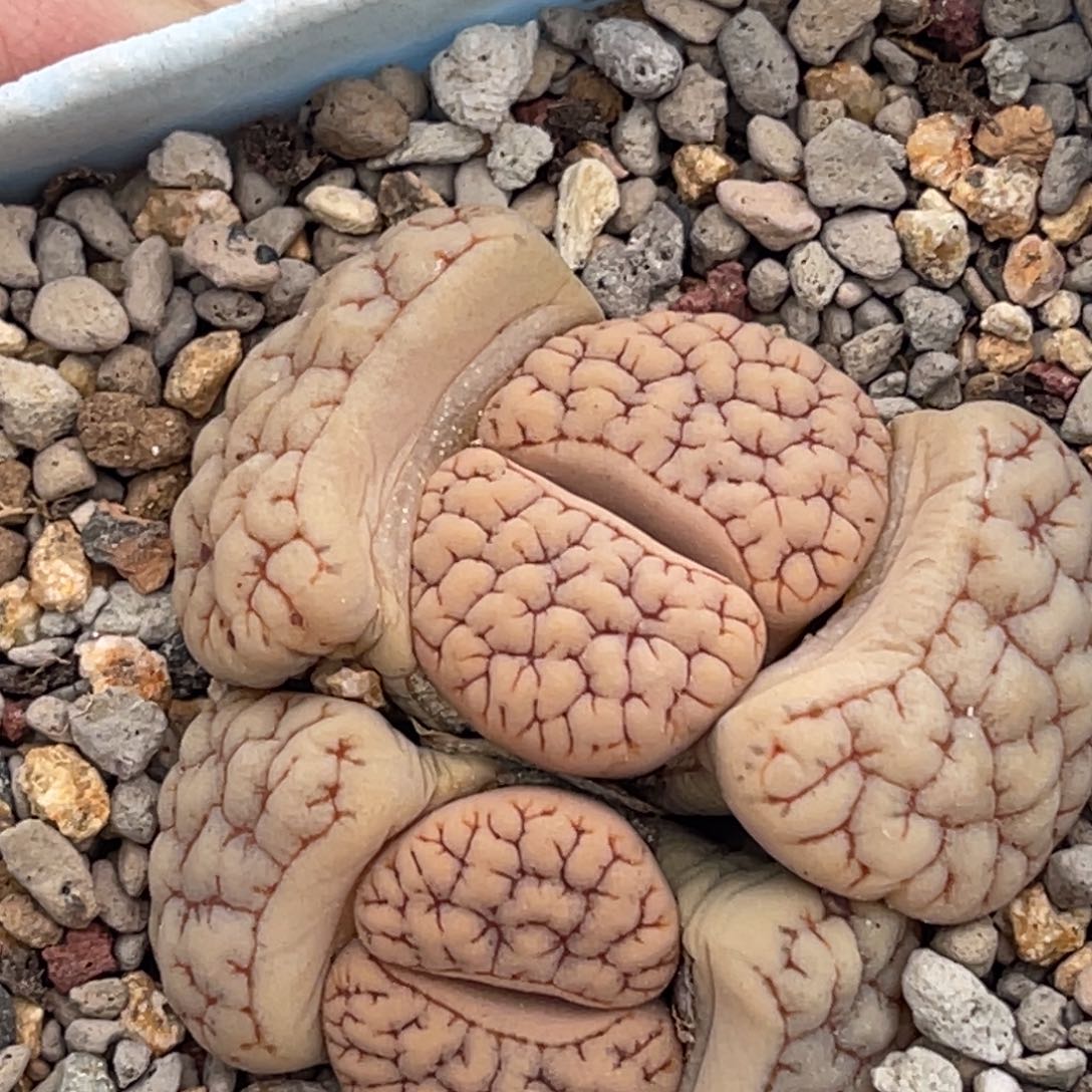 7785双头蜜纹蛙哥189一颗