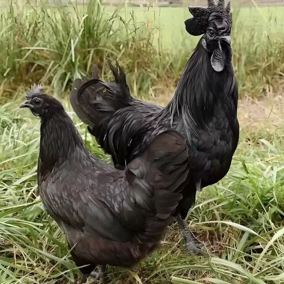 正宗散养乌骨鸡现场秤重送干天麻200克