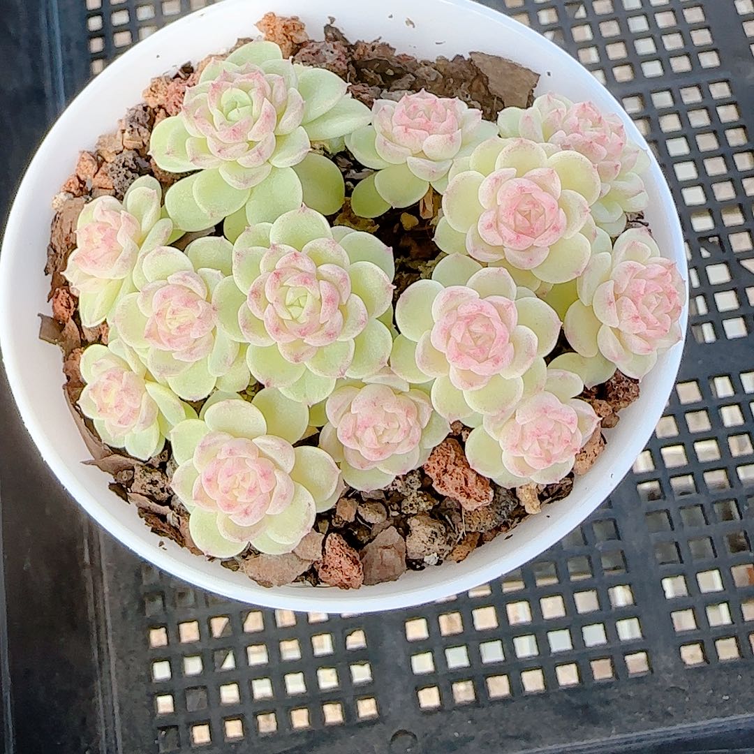 1202-112（ppt-47）包子优选