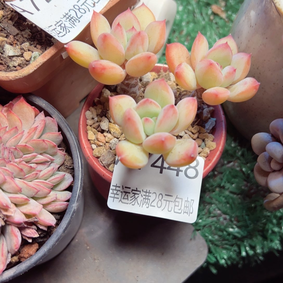 幸运的是我的朋友们