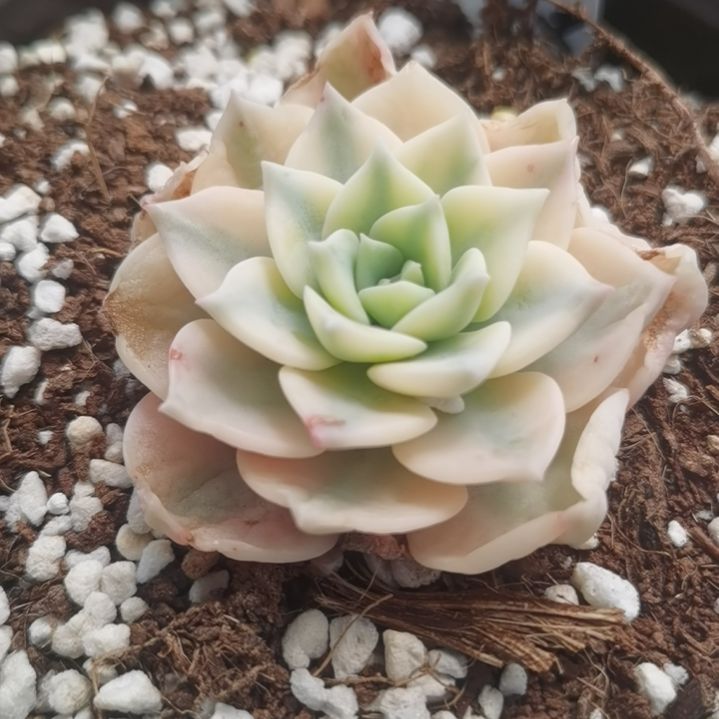 白牡丹白覆轮锦单头带根