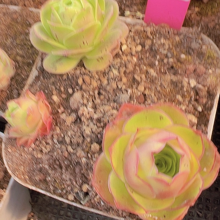 山地玫瑰多肉植物128