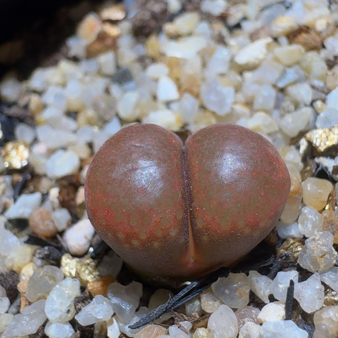 Ssss精品生石花1598