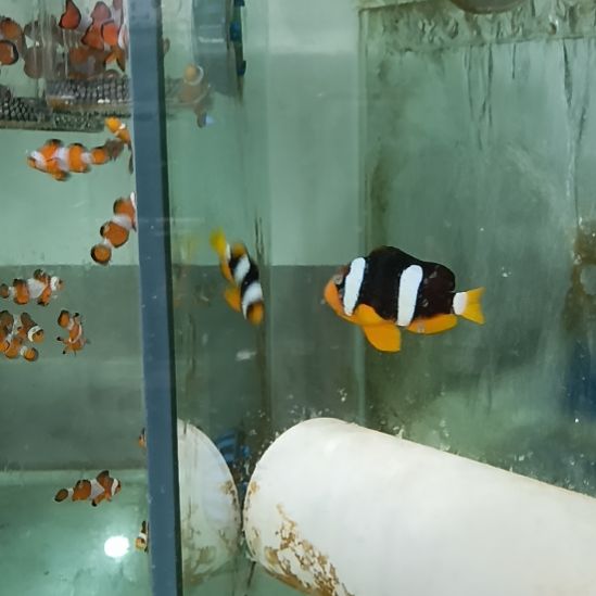 海水鱼对装金双带海水观赏鱼