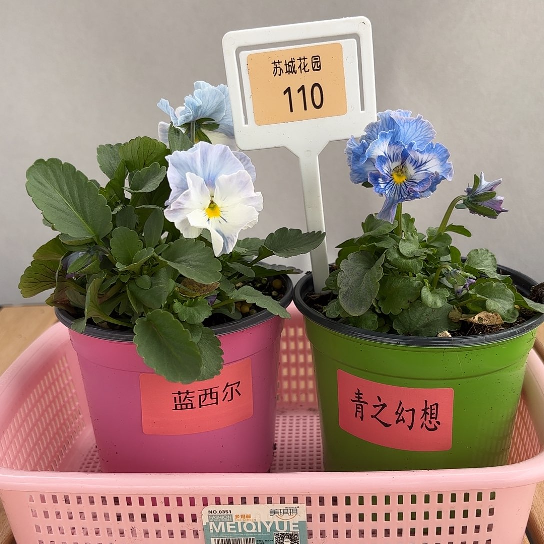 大部分开放少量花苞110