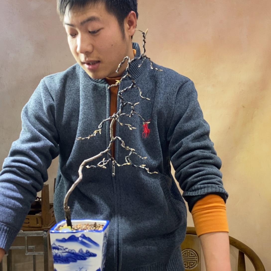 小山鸡老鸦柿原生造型