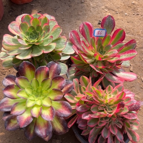 086多肉植物组合