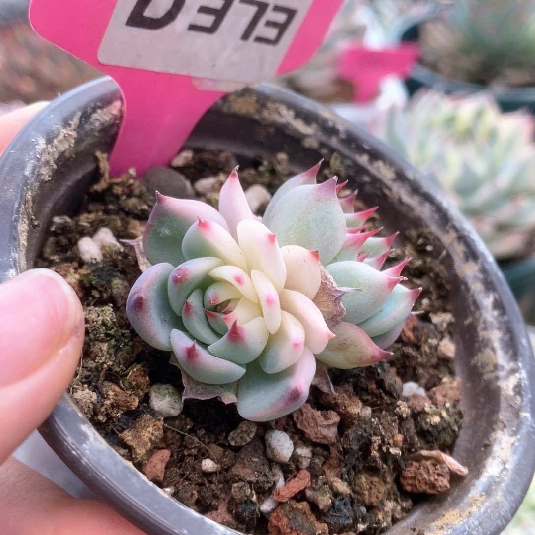 D373锦锦锦锦锦锦锦