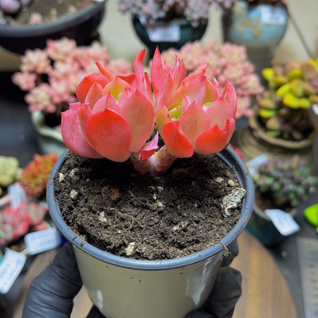 368绮罗7厘米多肉