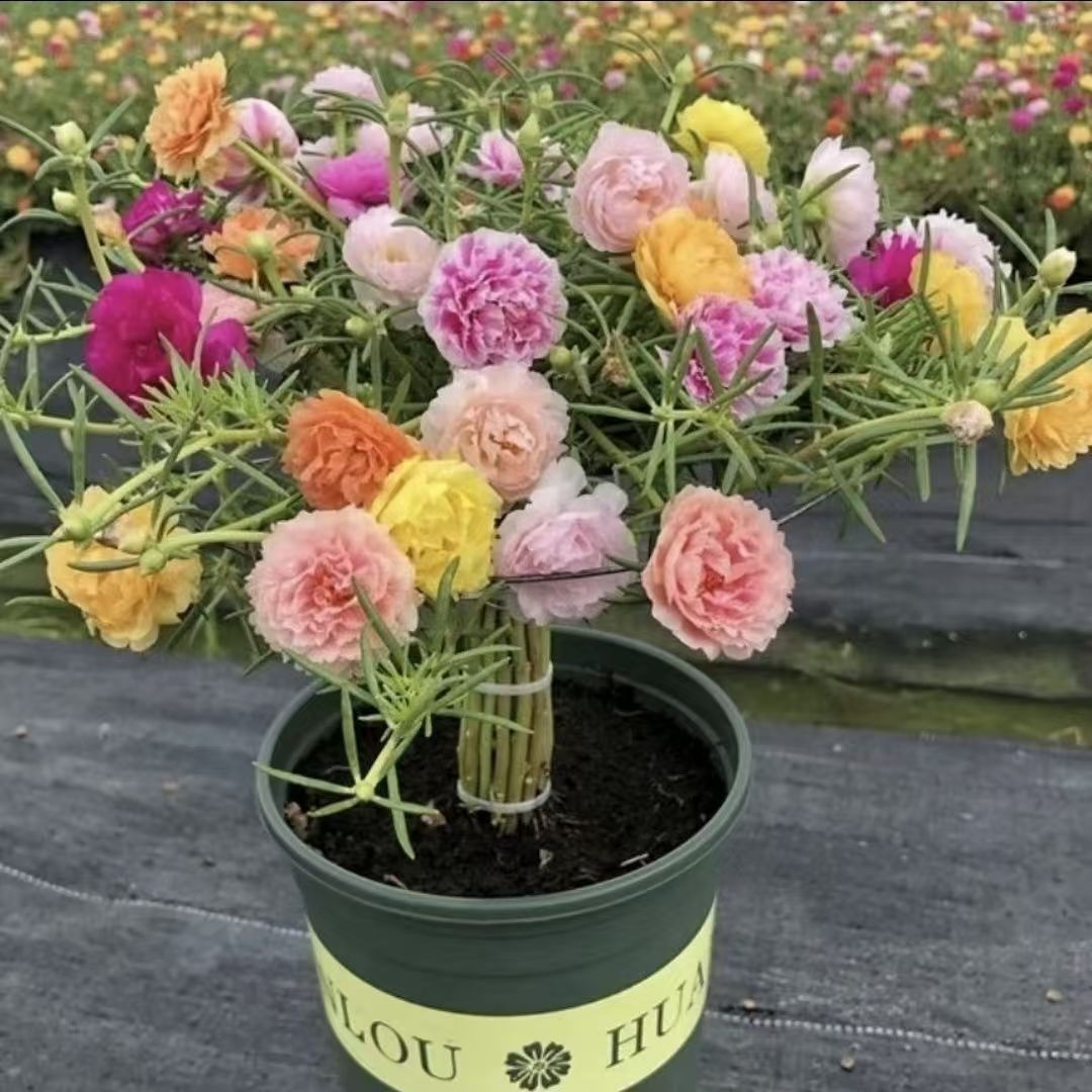 多色重瓣太阳花棒棒糖多年生耐热花卉四季开花适合阳台庭院种植