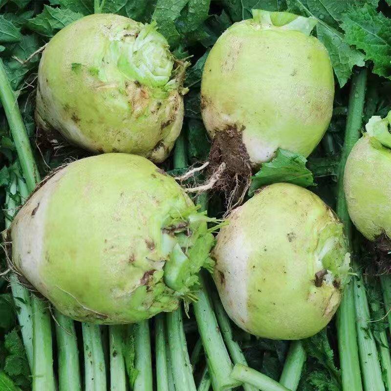 【众旺农场】芥菜疙瘩 大头菜 5/8斤 顺丰包邮芥菜疙瘩