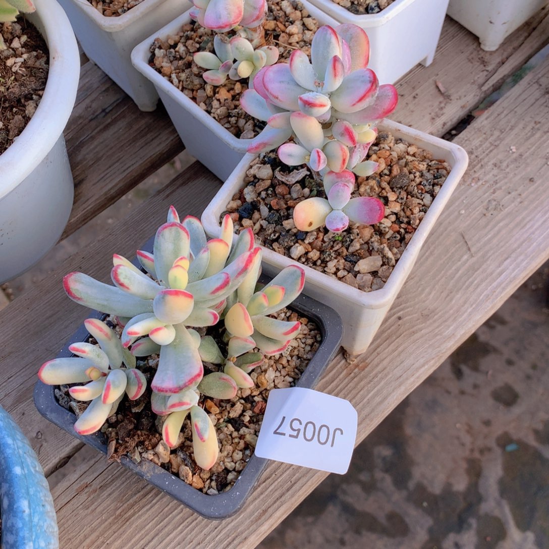 你***干闪购多肉2棵j0057