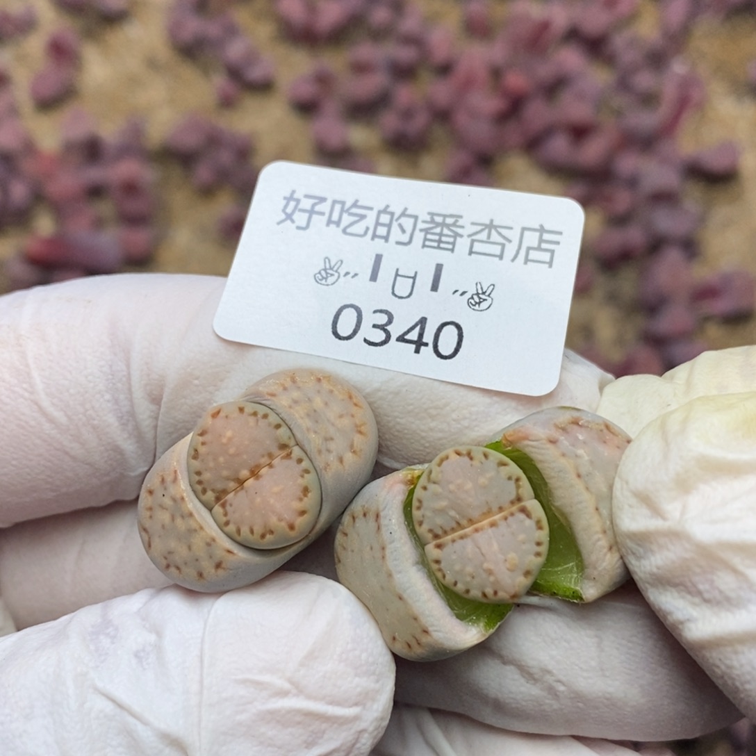 0340。零下拍保温。