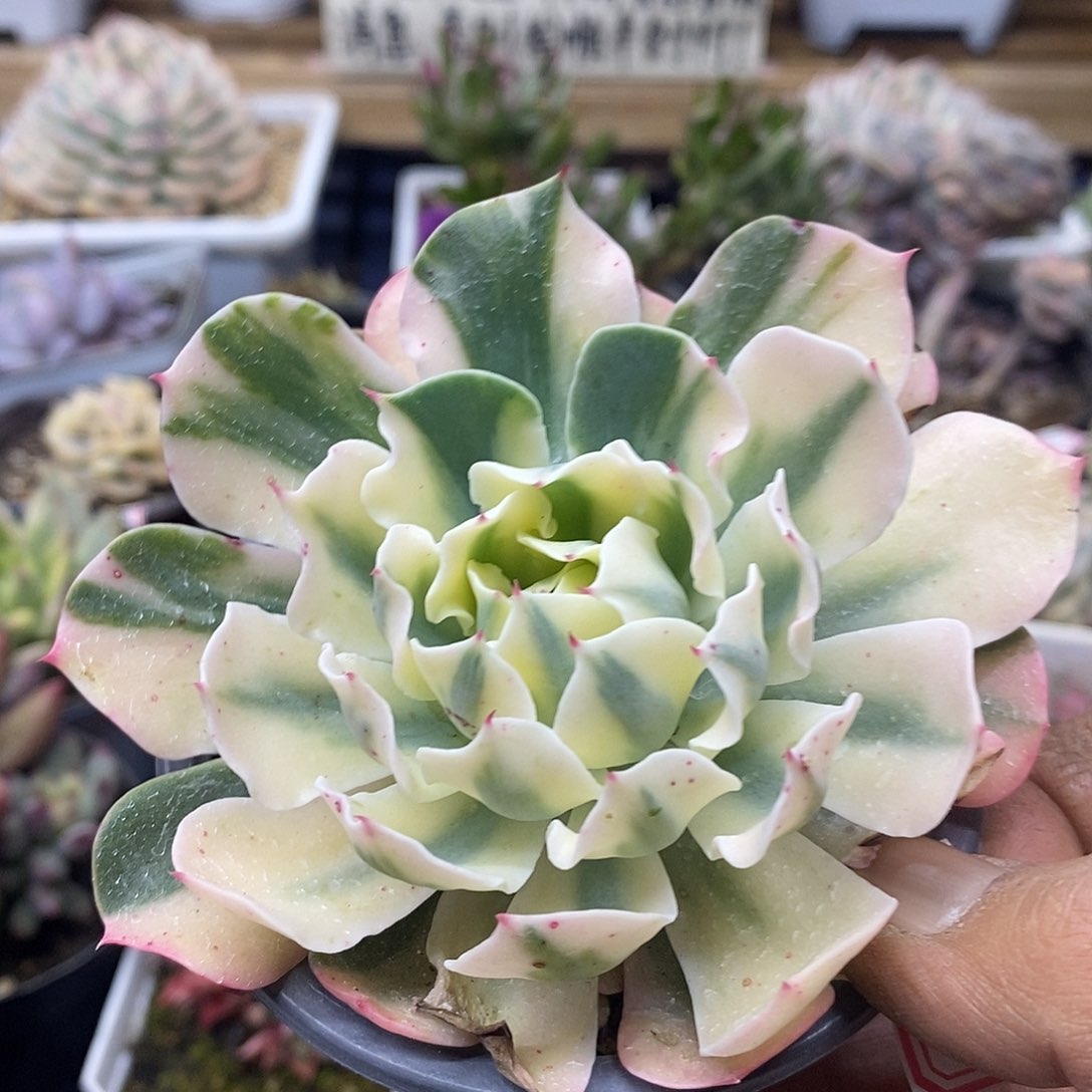 06101 海啸覆轮锦