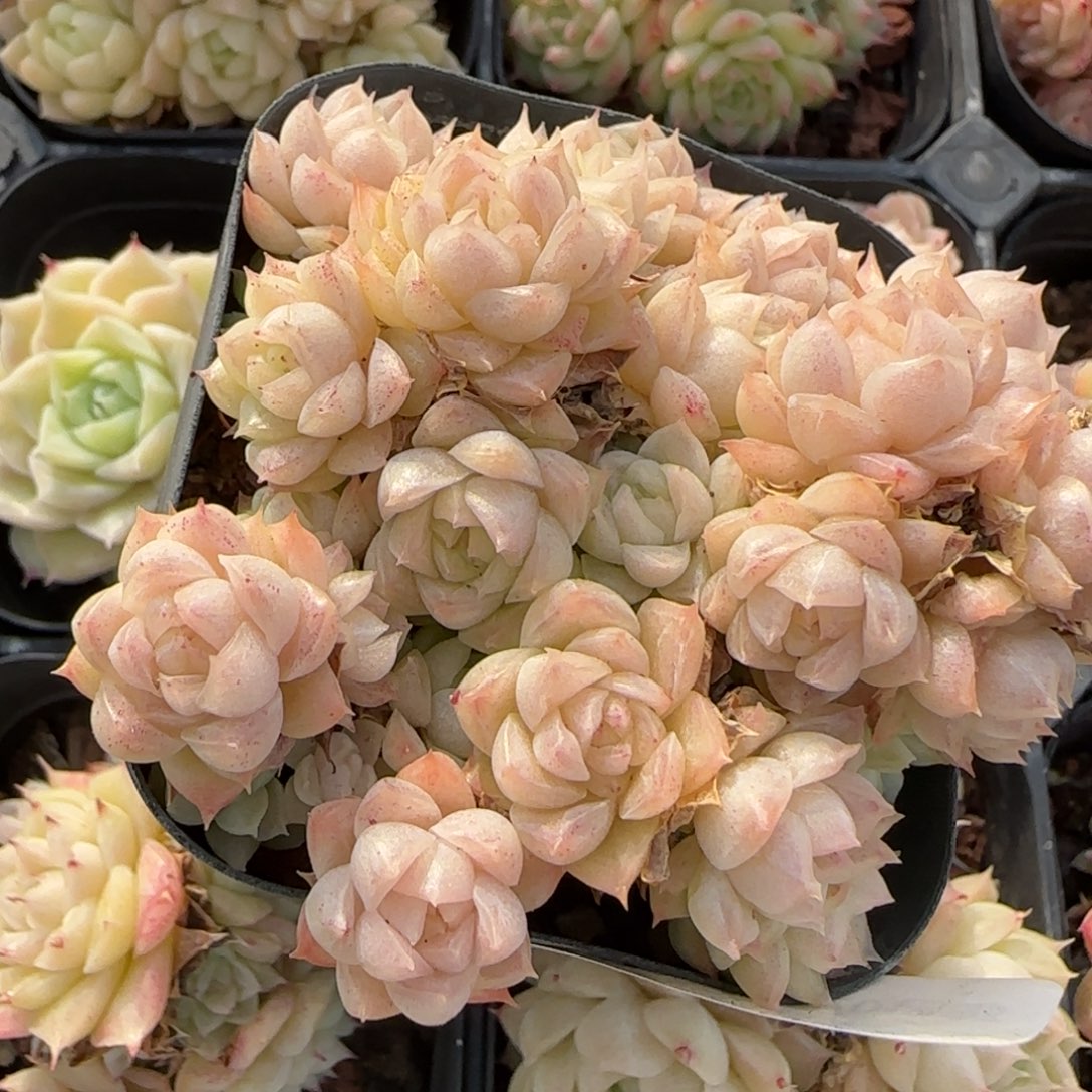 花语逸境0218-478散