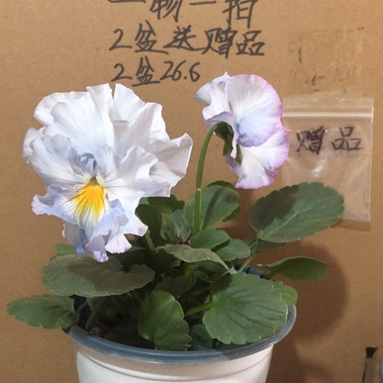 大部分花苞少量开放角堇花