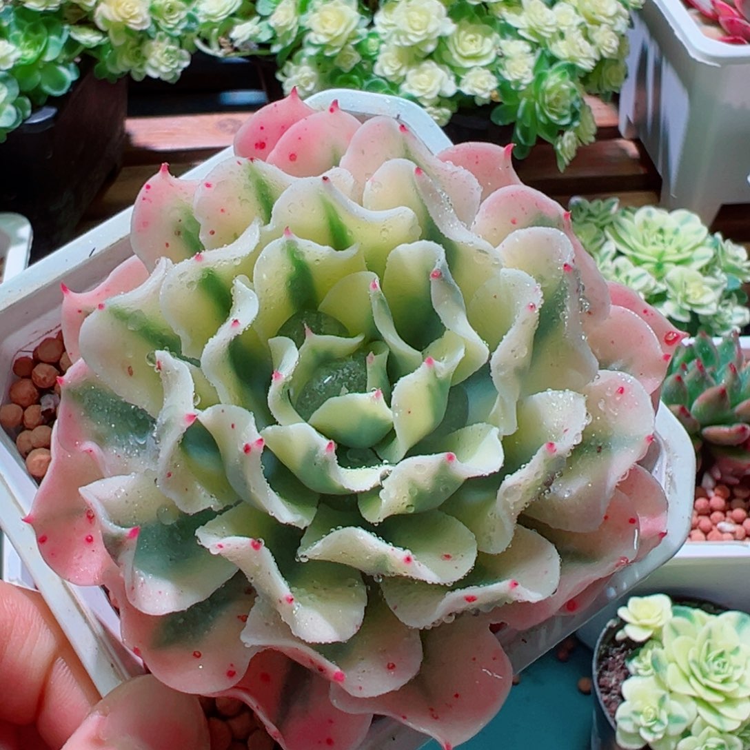 海啸锦，覆轮锦多肉植物