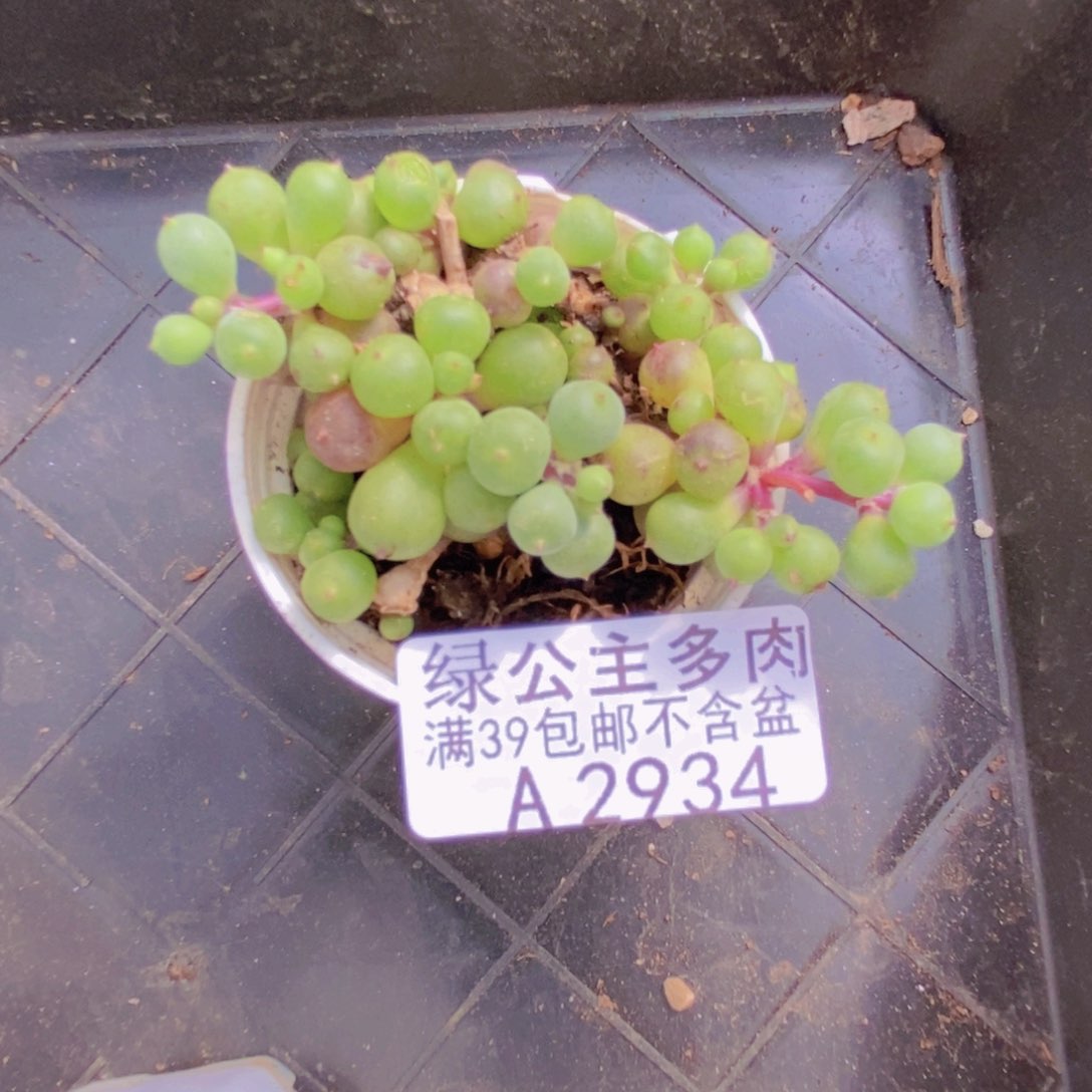 紫泡泡5cm2934多肉