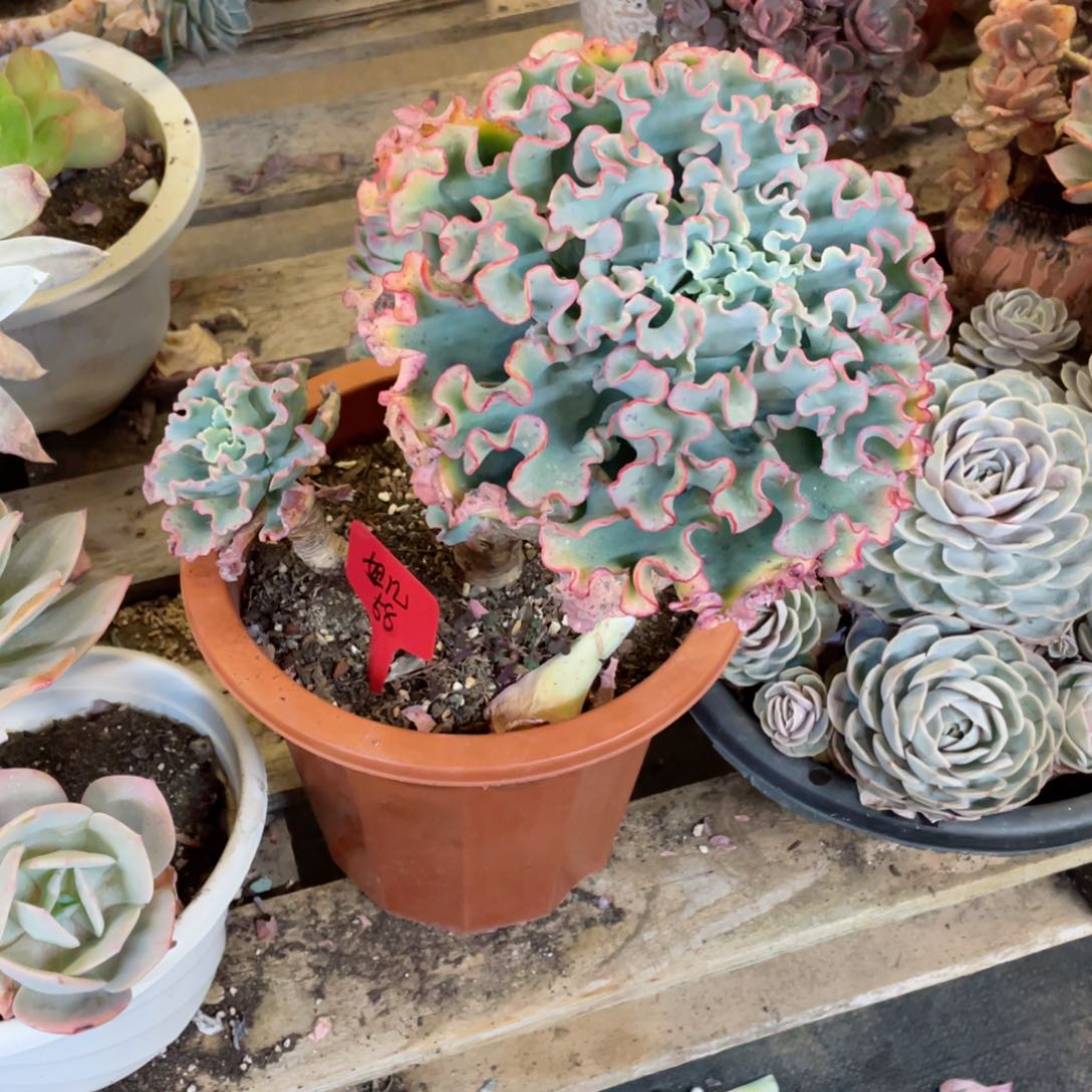 妞儿、水瓶座，周老太多肉