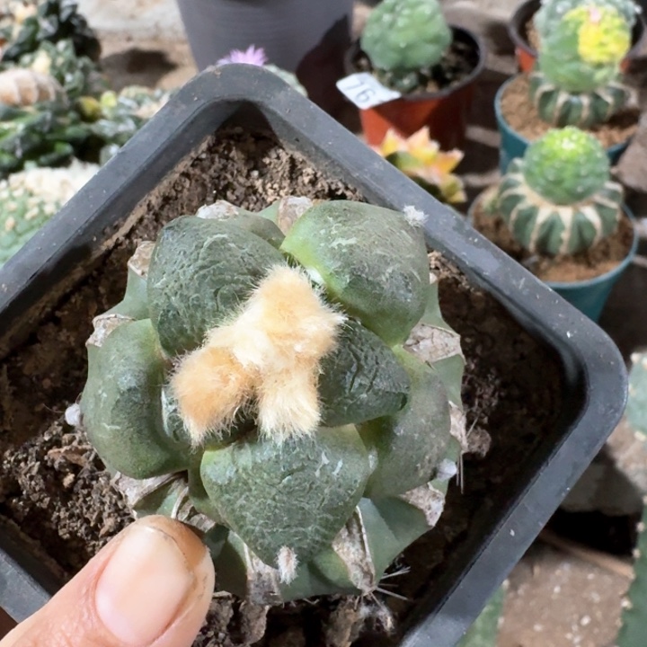 0683象肌光面连山牡丹