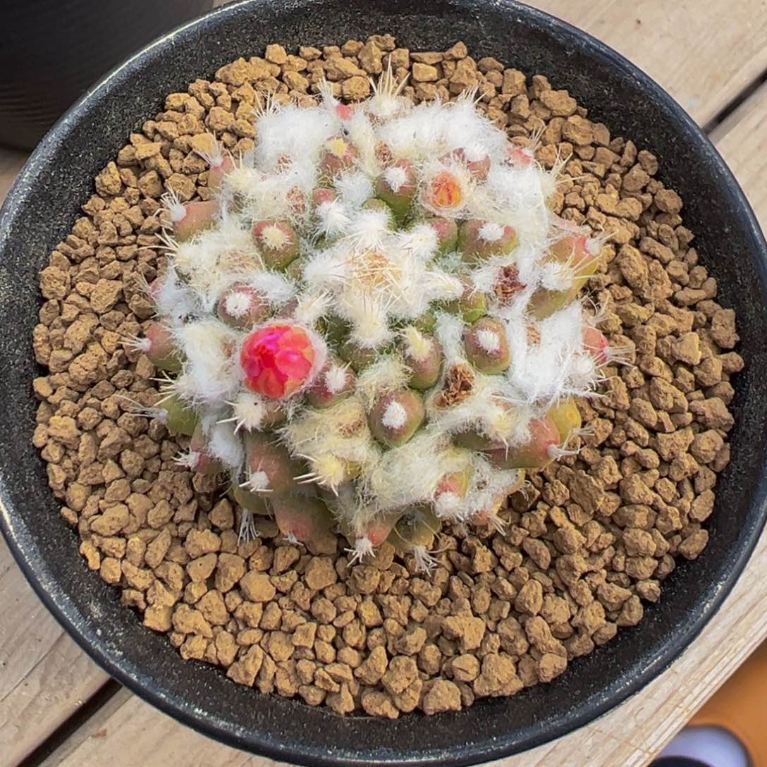 实生根雪糕多肉植物一周后给水