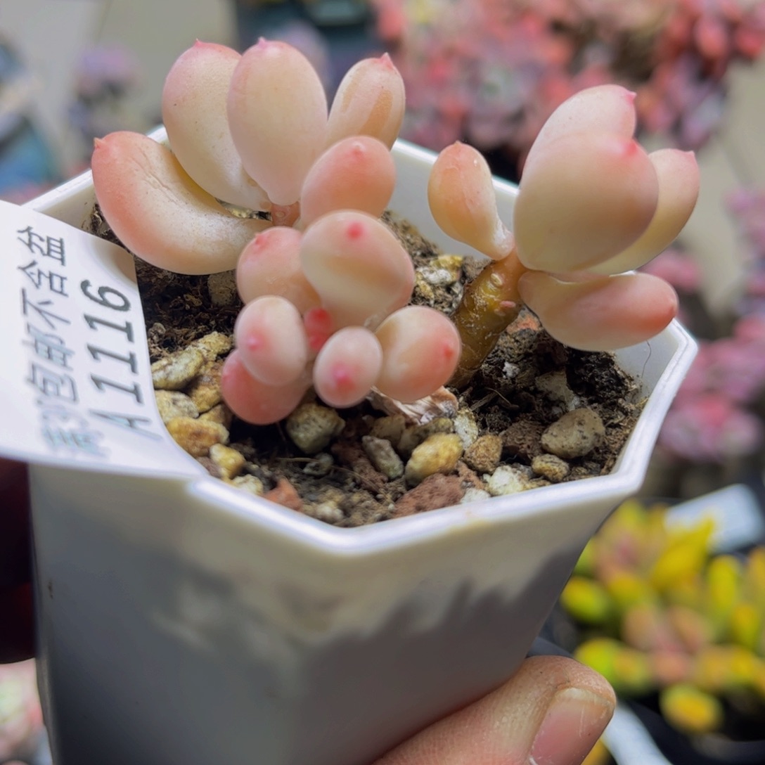 1116苹果奶5厘米多肉