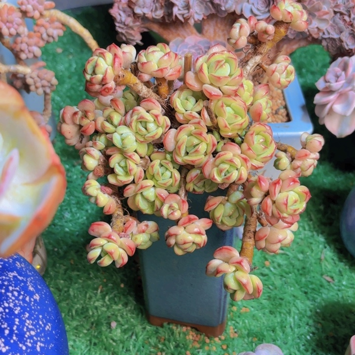 香草多肉一颗 脱土发货