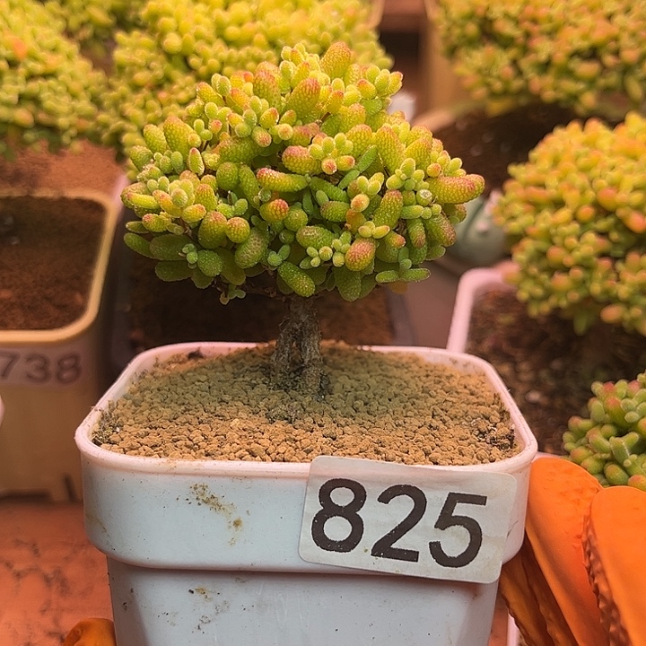 无花朵825金桔糖球