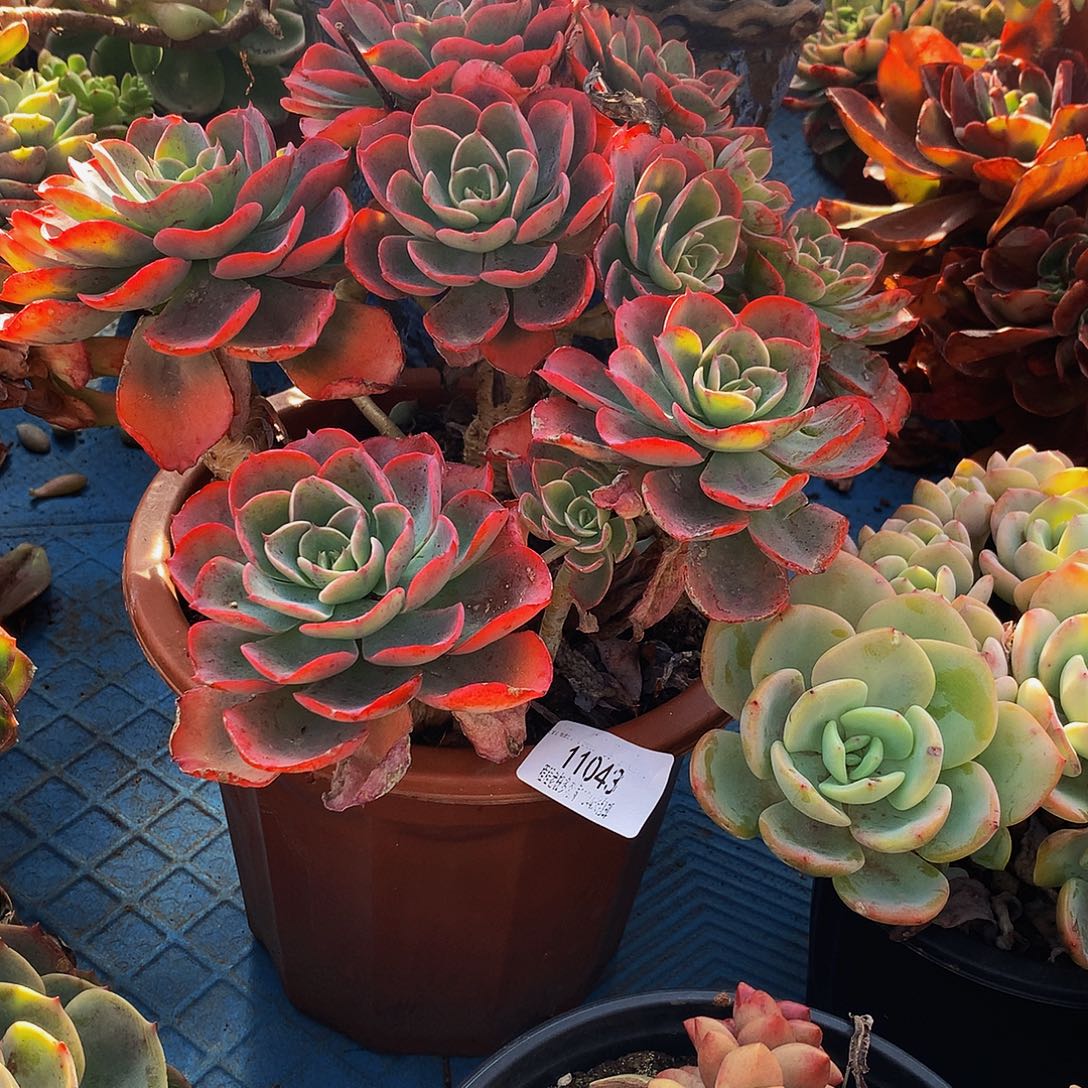 不***弃雨滴11043多肉多肉