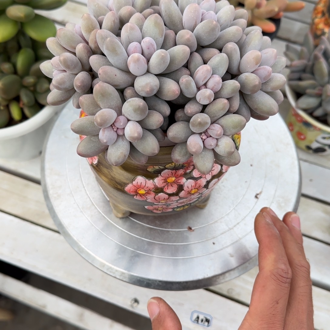 l***y多肉植物汤圆一物一拍