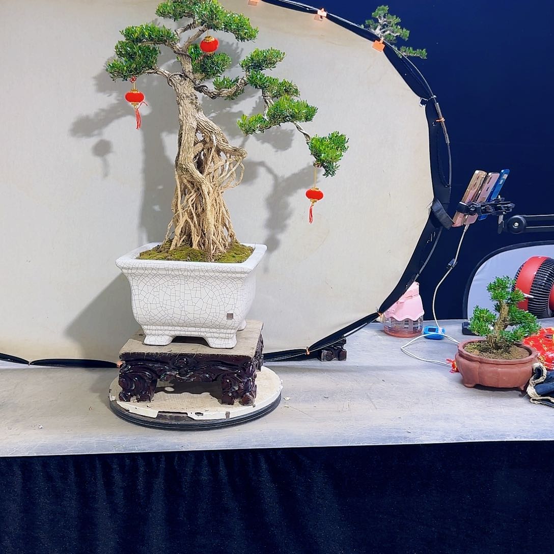 高端黄杨盆景艺术