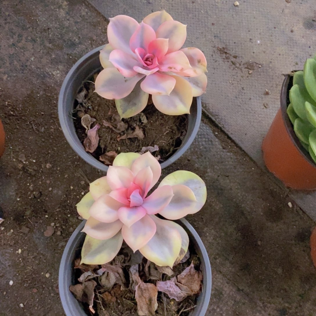 彩虹单头老桩两盆