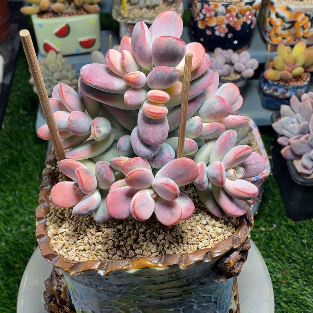 乒乓福娘锦多肉植物