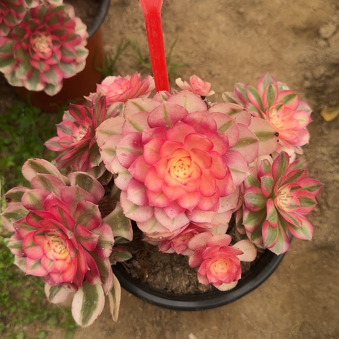 4103倾城多肉法师