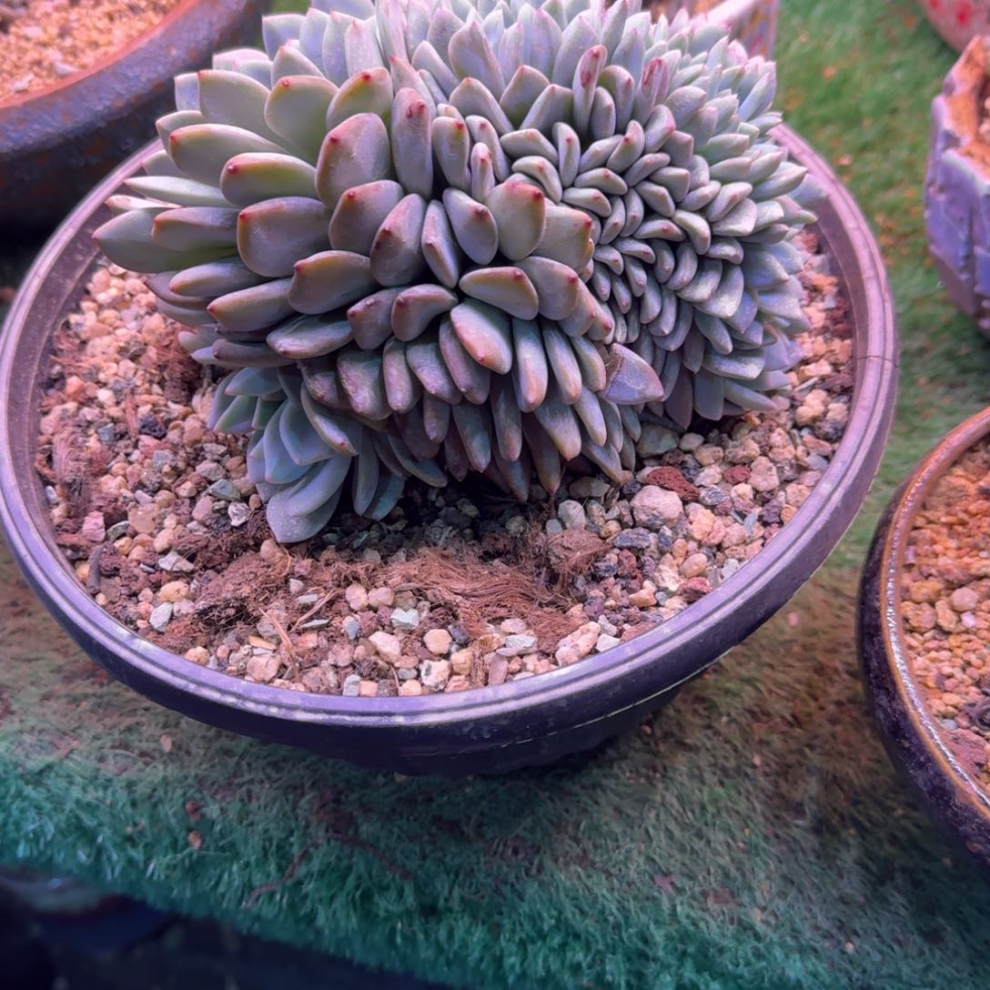 星影树缀无砍多肉