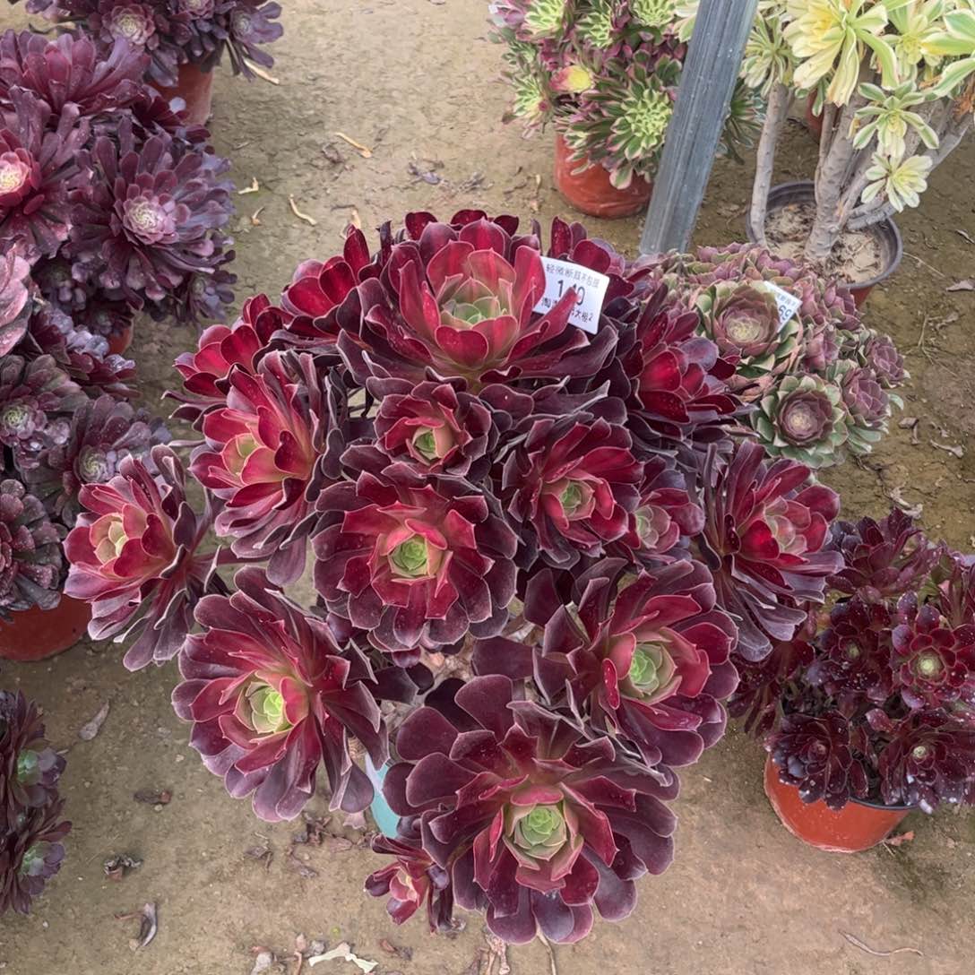 140花纳多肉植物法师