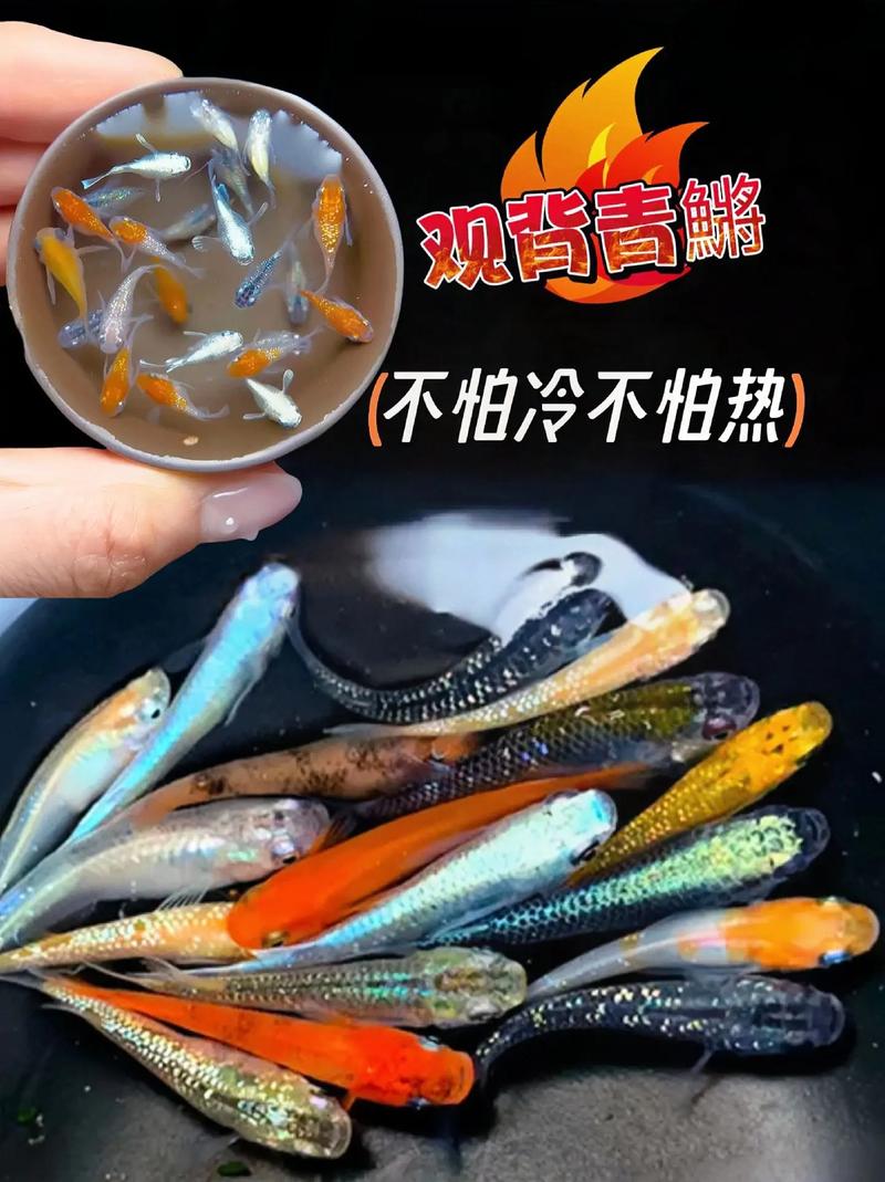 观背青鳉小型观赏冷水鱼不打氧好养活耐高温耐寒冷水活体