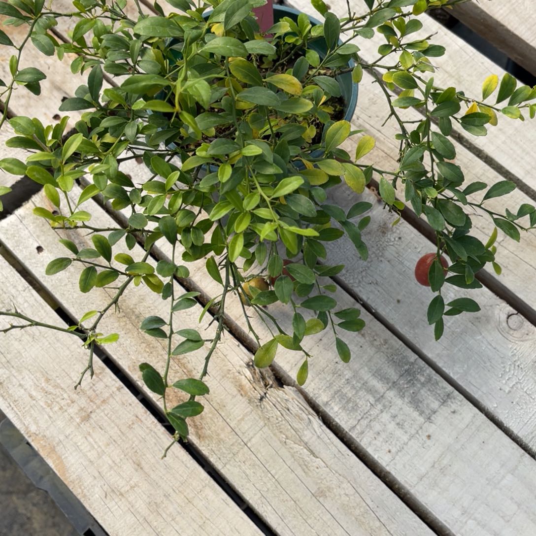 大***劲完全开放盆栽盆栽