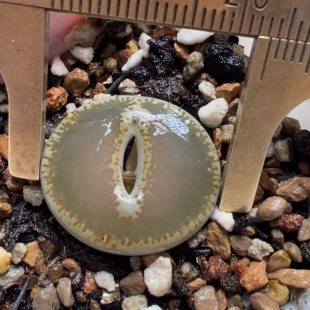 多肉植物百科6948